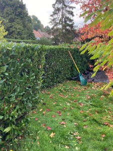 Photo de galerie - Taille de haies et d'arbustes