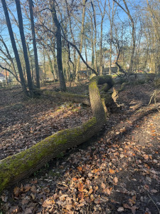 Photo de galerie - Elagage et coupe d'arbres