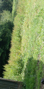 Photo de galerie - Débroussaillage d'un terrain évacuation des déchets 