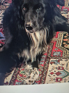 Photo de galerie - Chien de luxe