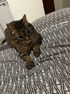 Photo de galerie - Jeux à domicile 