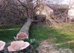 Photo de galerie - élagage d’un arbre 