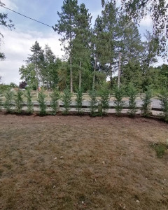 Photo de galerie - Plantation