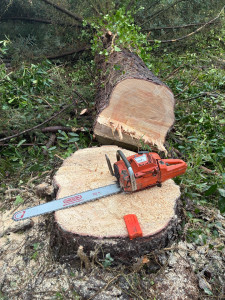 Photo de galerie - Elagage et coupe d'arbres