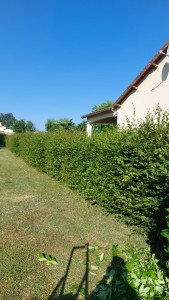 Photo de galerie - Taille de haies et d'arbustes