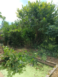 Photo de galerie - Elagage et coupe d'arbres