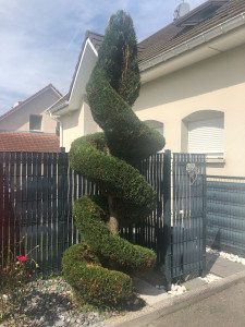 Photo de galerie - Taille de mise en forme arbuste après 