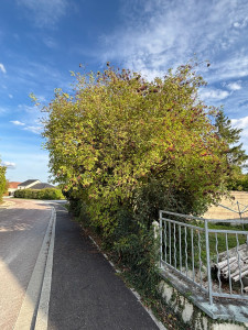 Photo de galerie - Elagage et coupe d'arbres