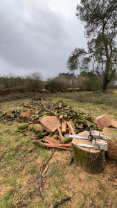 Photo de galerie - Elagage et coupe d'arbres