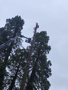 Photo de galerie - Abattage part Demontage d'un Séquoia d'une hauteur entre 45 mètre a 50 mètre 
