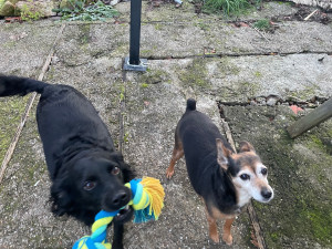 Photo de galerie - Garde chien