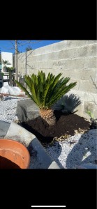 Photo de galerie - Aménagement jardin plantation pose de concassées de marbre 