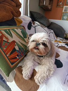 Photo de galerie - Garde chien