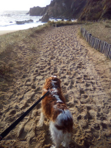 Photo de galerie - Balade à la plage