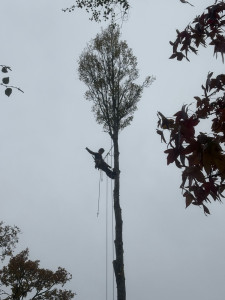 Photo de galerie - Coupe d’un grand peuplier 