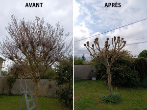 Photo de galerie - Taillage d'un arbre 