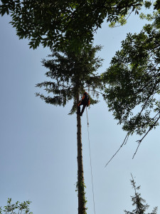 Photo de galerie - Elagage et coupe d'arbres