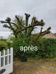Photo de galerie - Après la coupe des branches 
