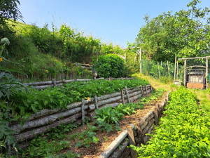 Photo de galerie - Réalisation d'un jardin en étages en permaculture 