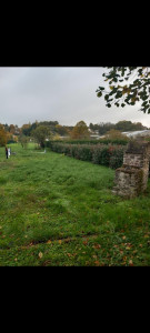 Photo de galerie - Tonte de 4000m2 et 40m de taille de haie avant