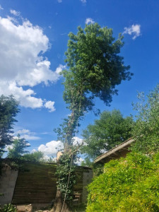 Photo de galerie - Elagage et coupe d'arbres