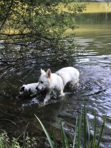 Photo de galerie - Garde chien