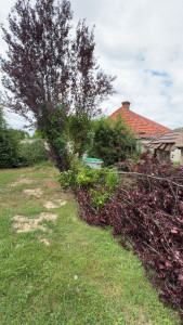 Photo de galerie - Arbres cassés suite à une tempête 