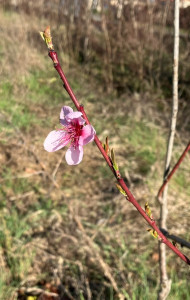 Photo de galerie - Conseils en jardin et biodiversité. 