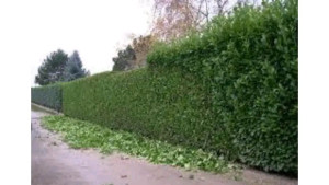 Photo de galerie - Haies de tuia 

taille de haie de tuia. 



