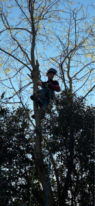 Photo de galerie - Démontage d’acacia 