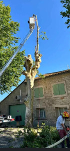 Photo de galerie - Démontage contrôlé du platane depuis nacelle, avec sécurisation des sections et évacuation progressive des branches. Intervention propre et réalisée en toute sécurité. 