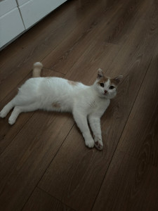 Photo de galerie - Garde chat