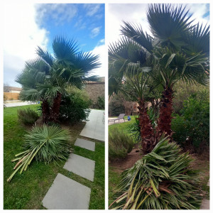 Photo de galerie - Taille palmier 