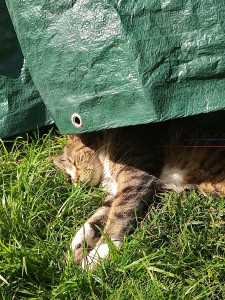 Photo de galerie - Moon, chat de 2 ans.