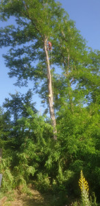 Photo de galerie - Démontage d'un acacia de plus de 20 mètres de haut.