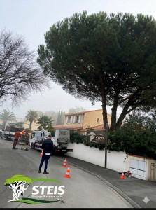 Photo de galerie - Elagage et coupe d'arbres