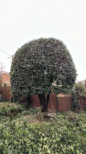 Photo de galerie - Taille d’un laurier sauce en boule 