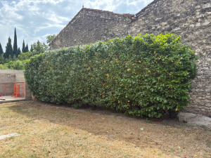 Photo de galerie - Taille de haie 