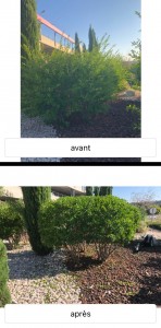 Photo de galerie - Taille de haies et d'arbustes