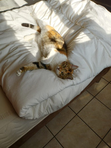 Photo de galerie - Garde d'animaux a domicile 