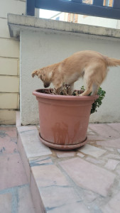 Photo de galerie - Garde de aiko