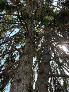 Photo de galerie - Elagage et coupe d'arbres