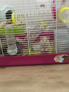 Photo de galerie - Petit hamster qui a reçu ma visite. Tout content 