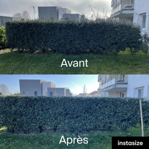 Photo de galerie - Taille de haie 