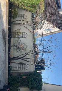 Photo de galerie - Élagage de deux prunus