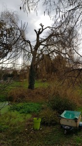 Photo de galerie - élagage simple d'un peuplier, à rabaisser.