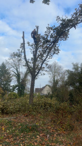 Photo de galerie - Démontage d’arbre 