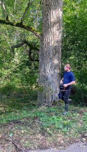 Photo de galerie - Abattage d'arbres dangereux