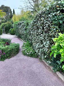 Photo de galerie - Taille de haies et d'arbustes