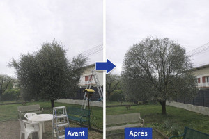 Photo de galerie - Taille d'un Olivier